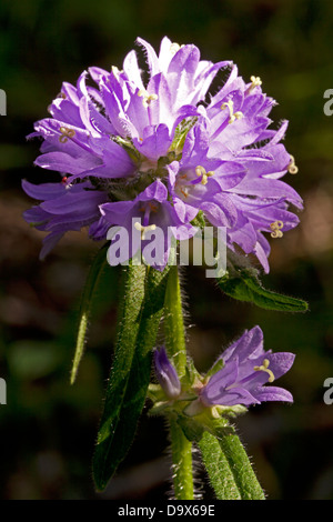 Bristly bellfower (Campanula cervicaria) Stock Photo
