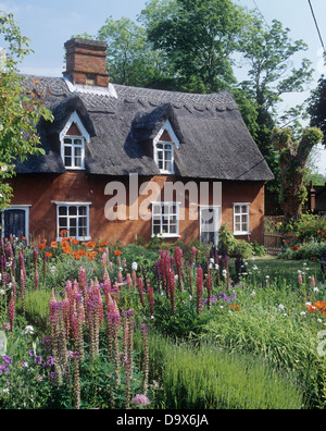 Pink lupins and red poppies in densely planted front garden of English country cottage with thatched roof and dormer windows Stock Photo