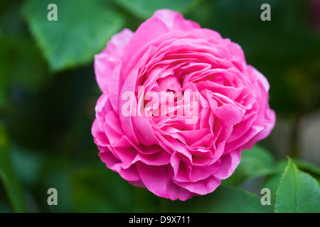 Rosa 'Louise Odier'. Bourbon rose flower. Stock Photo