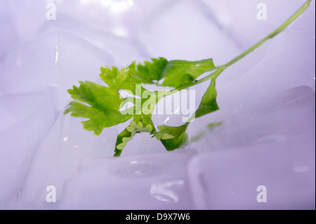 Coriander (Coriandrum sativum) Leaf on Ice Cubes. Stock Photo