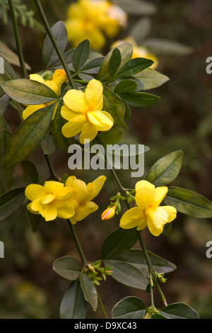 Yellow jasmine (Jasminum mesnyi) plant in bloom Stock Photo