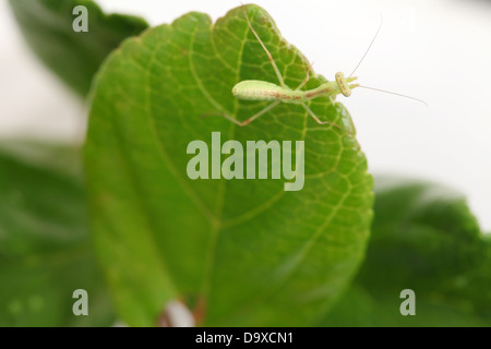 closeup of praying mantis larva on leaf Stock Photo