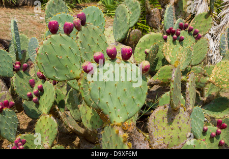 Prickly vivid cactuses Cactaceae Opuntia with fresh purple fruits on island Lokrum. Stock Photo