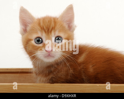 A cute small ginger kitten. Stock Photo