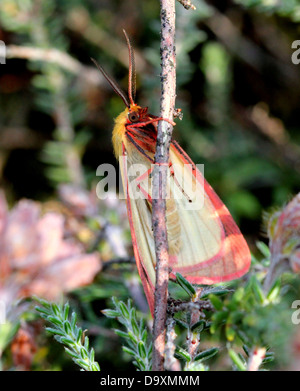 Male yellow Clouded Buff moth (Diacrisia sannio) foraging on Cross-leaved heath (Erica tetralix)  - 12 images in series Stock Photo