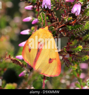 Male yellow Clouded Buff moth (Diacrisia sannio) foraging on Cross-leaved heath (Erica tetralix)  - 12 images in series Stock Photo