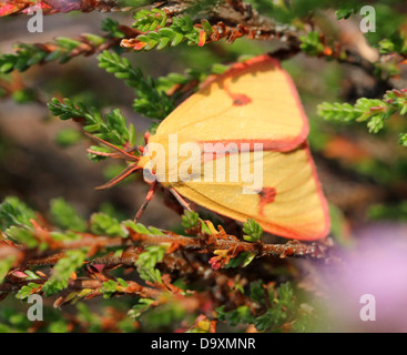 Male yellow Clouded Buff moth (Diacrisia sannio) foraging on Cross-leaved heath (Erica tetralix)  - 12 images in series Stock Photo