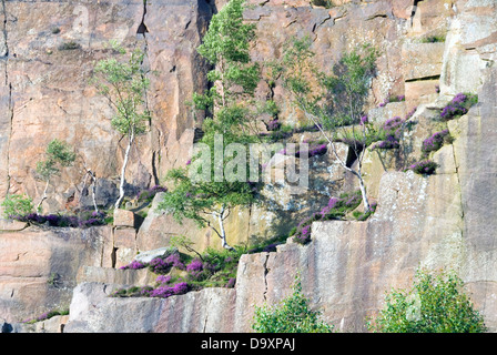 Silver birch saplings and pink heather in flower growing on the cliff face of Millstone Edge, Derbyshire, UK Stock Photo