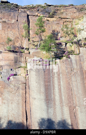 Silver birch saplings and pink heather in flower growing on the cliff face of Millstone Edge, Derbyshire, UK Stock Photo