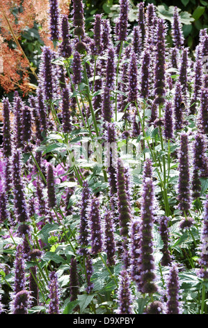 Agastache Black Adder with upright flower spikes at front of perennial border Stock Photo