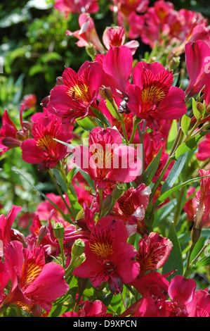 Professional pictures near me picture