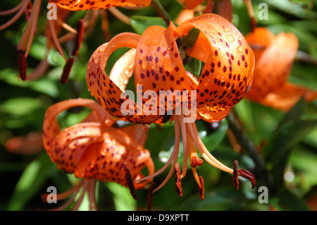 Bright orange tall growing lily Henryi Stock Photo