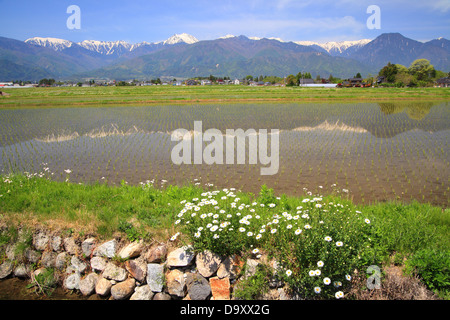 Japan Alps with paddy field and flower in Azumino city, Nagano, Japan Stock Photo