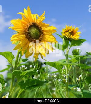 yellow sunflowers against a blue sky Stock Photo