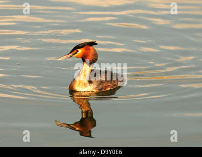 Great Crested Grebe on lake Stock Photo
