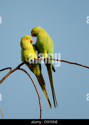 A pair of Ring necked or Rose necked parakeets on a branch Stock Photo