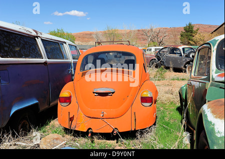 Scrap yard full of Volkswagen cars and vans, bright orange VW Beetle in foreground. Near Moab, Utah, USA. Stock Photo