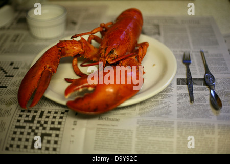 A Boiled Atlantic Canadian Lobster, Englishtown, Nova Scotia. Stock Photo