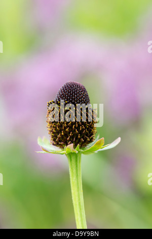 Rudbeckia occidentalis. Green Wizard flower Stock Photo