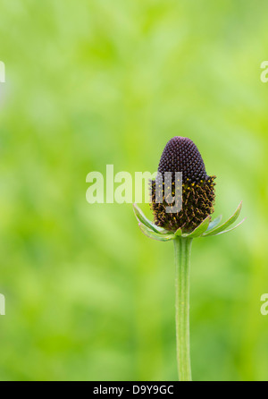 Rudbeckia occidentalis. Green Wizard flower Stock Photo