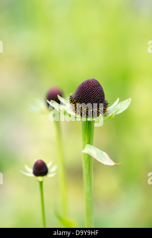 Rudbeckia occidentalis. Green Wizard flower Stock Photo