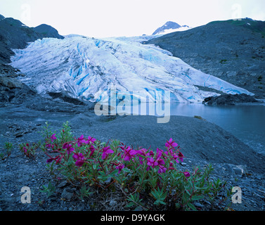 Dwarf fireweed, Epilobium latifolium, blooming on moraine material near the foot of Worthington Glacier east of Valdez, Alaska. Stock Photo