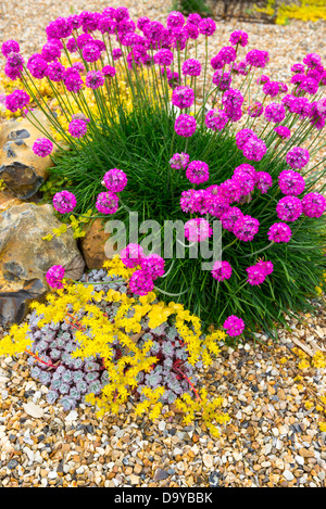 Thrift and Biting stonecrop planted in a Coastal garden . Stock Photo