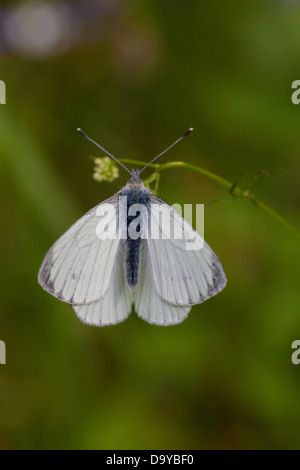 Black Veined White Stock Photo