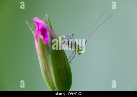 Speckled Bush Cricket nymph Stock Photo