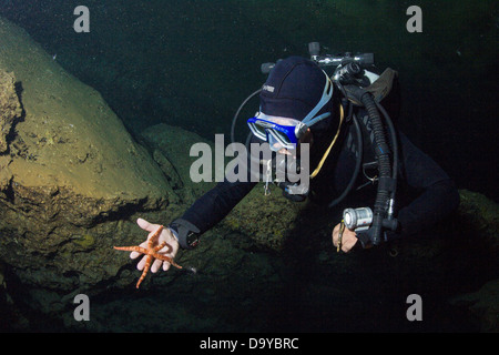 Mexico, Cozumel, Cenote Aerolito de Paraiso, Scuba diver holding starfish Stock Photo