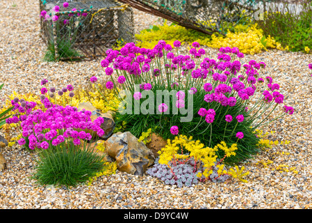 Thrift and Biting stonecrop planted in a Coastal garden . Stock Photo