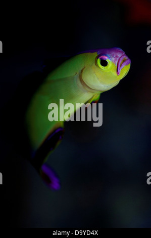 Close-up of Elegant firefish (Nemateleotris decora), Vaavu Atoll, Maldives Stock Photo