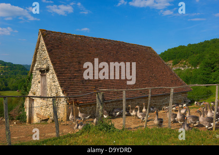 Belcastel, Farm Geese, France, Dordogne, Quercy, Perigord geese, Europe Stock Photo