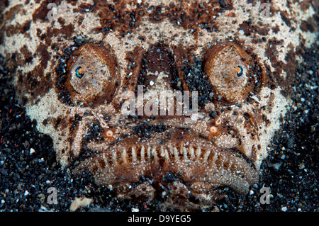 Reticulate stargazer (Uranoscopus sulphureus) buried in sand, Lembeh Strait, Sulawesi, Indonesia Stock Photo