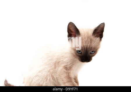 cat drinks on a white background Stock Photo