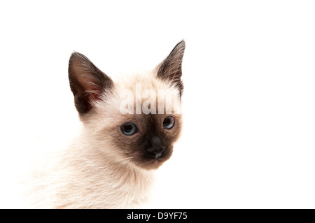 cat drinks on a white background Stock Photo