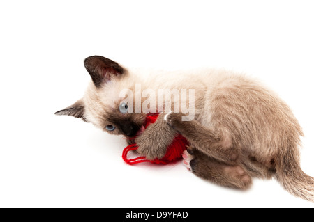 cat drinks on a white background Stock Photo