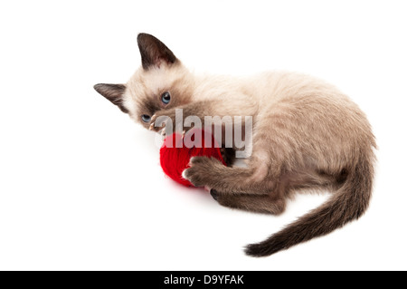 cat drinks on a white background Stock Photo