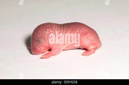 Newborn Bank Vole (Myodes glareolus) Stock Photo