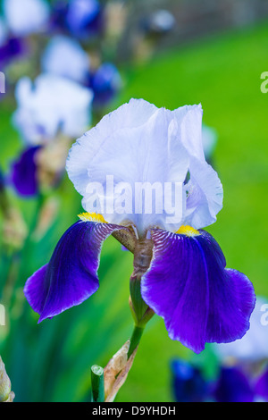 Garden iris bi colored light blue and dark blue Stock Photo