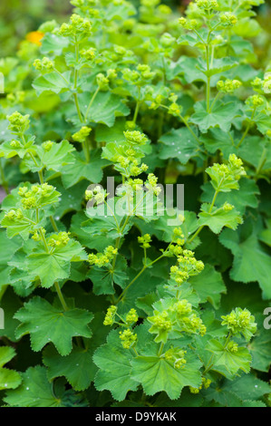 Lady's mantle. Alchemilla mollis Stock Photo