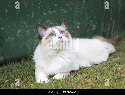 A seal bicolour ragdoll kitten looks up into the sky from her resting place in a backyard with green grass Stock Photo