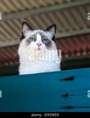 A fluffy seal bi-colour ragdoll cat with bright blue eyes looking over a blue fence Stock Photo