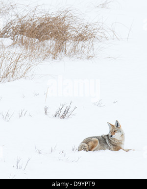 Coyote (Canis latrans) Stock Photo