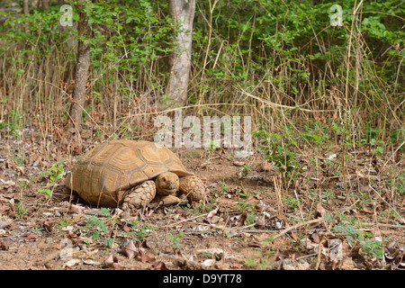 African spurred tortoise - African spur thigh tortoise - Sulcata tortoise (Geochelone sulcata - Centrochelys sulcata) Stock Photo