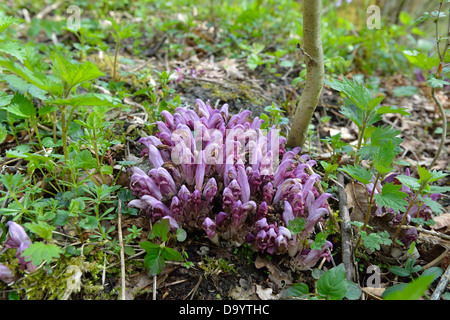 Purple Toothwort (Lathraea clandestina) growing on roots of poplar or willow Stock Photo