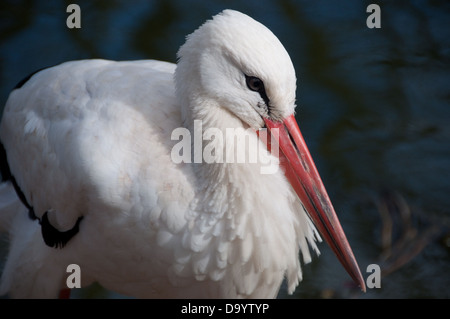 A photograph of a White Stork, one of the many birds featured at the Africa Alive zoo in Lowestoft, Suffolk. Stock Photo