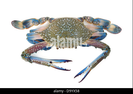 blue crab isolated on white Stock Photo