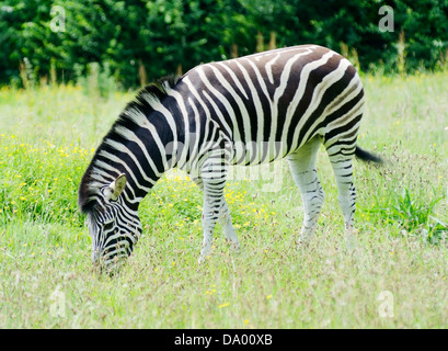 A lone zebra is grazing in long grass on a sunny day Stock Photo