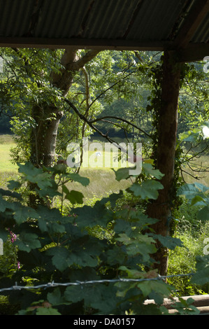 Following the River Rheidol as it flows past the mines and through the glorious Ceredigion countryside to Aberystwyth. Stock Photo